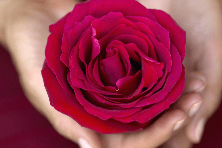 médecine de la Rose